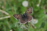Lycaena tityrus