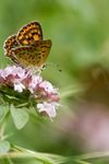 Lycaena tityrus