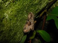 Lacanobia w-latinum