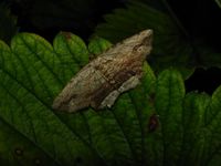 Menophra abruptaria