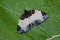 Mesoleuca albicillata