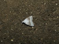 Meganola albula