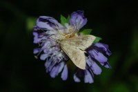 Mecyna asinalis