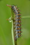 Melitaea athalia