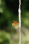 Melitaea athalia