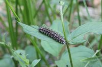 Melitaea athalia