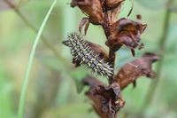 Melitaea athalia