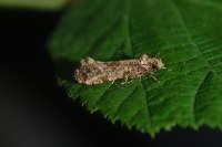 Morophaga choragella
