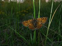 Melitaea cinxia