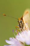 Melitaea cinxia