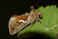 Macdunnoughia confusa
