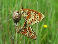 Melitaea didyma