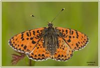 Melitaea didyma
