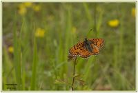 Melitaea didyma