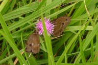Minois dryas