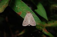 Mythimna ferrago