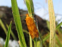 Mirificarma flavella