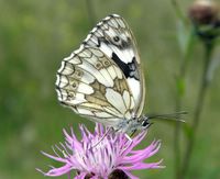 Melanargia galathea