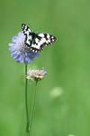 Melanargia galathea