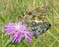 Melanargia galathea