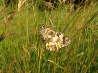 Melanargia galathea