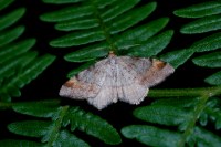 Macaria liturata