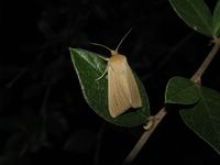 Mythimna pallens