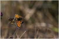 Melitaea parthenoides