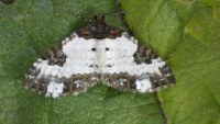 Melanthia procellata