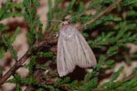 Mythimna pudorina
