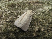 Mythimna straminea