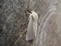 Mythimna straminea