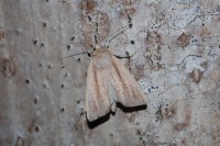 Mythimna straminea