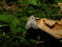 Meganola strigula