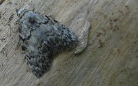 Meganola strigula