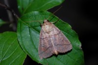 Mythimna turca