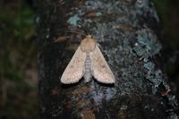 Mythimna vitellina