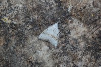 Nola aerugula
