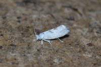Niphonympha dealbatella
