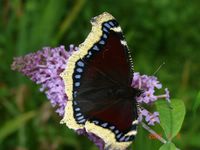 Nymphalis antiopa