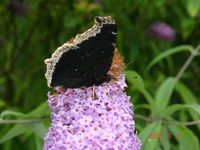 Nymphalis antiopa