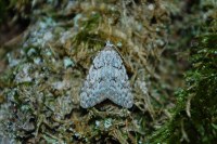 Nola cicatricalis