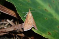 Nascia cilialis
