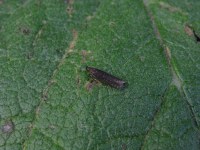 Neofaculta ericetella