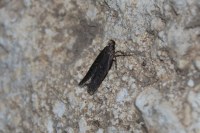 Neofaculta ericetella