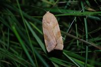 Noctua fimbriata