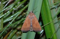 Noctua interjecta