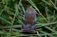 Noctua janthina
