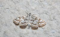 Nymphula nitidulata