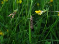 Nomophila noctuella
